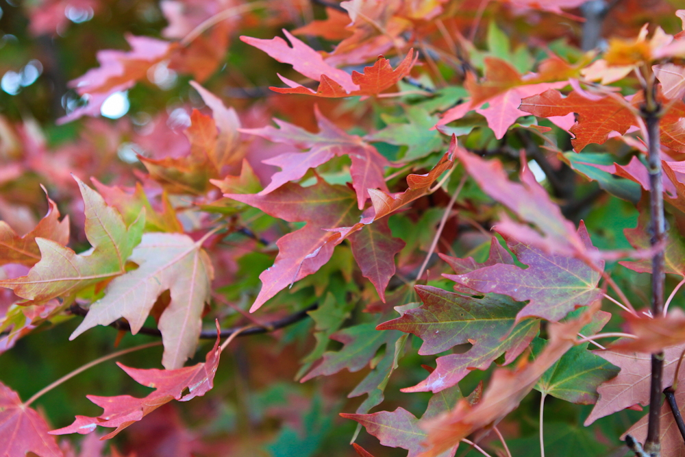 Fall is the BEST! » whatever